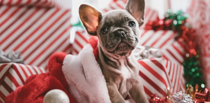 gifts for pets from Penneys