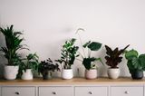 Huge rise in people naming their babies after house plants