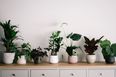 Huge rise in people naming their babies after house plants