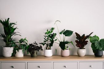 Huge rise in people naming their babies after house plants