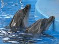 Expedia bans holidays involving “cruel” treatment of dolphins and whales