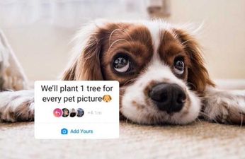 Who started the ‘plant one tree for every pet picture’ trend on Instagram?