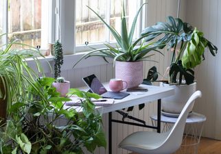 Millennials are all obsessed with house plants now, obviously