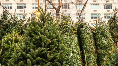 IKEA are giving out €15 vouchers when you buy a €30 Christmas tree