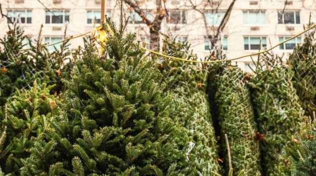 IKEA Christmas tree deal