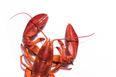Boiling lobsters alive set to become illegal in UK