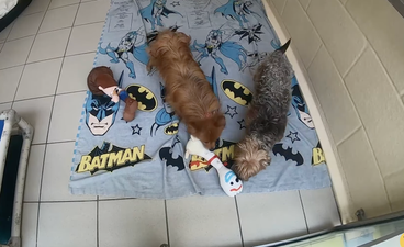 Dogs Trust share heartwarming clip of rescue dogs getting their first toys