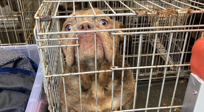 DSPCA and Gardaí rescue over 30 puppies and dogs from Dublin apartment