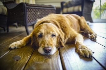 DSPCA urges people not to abandon their older pets