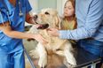 Urgent appeal for dog blood donations as stock shortage worsens