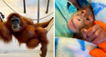 Endangered orangutan gives birth to healthy baby monkey