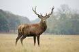 Woman hospitalised following stag attack in Co. Kerry