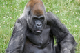 World’s oldest male gorilla sadly dies in US zoo