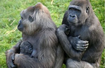 Belfast Zoo has welcomed baby endangered gorilla