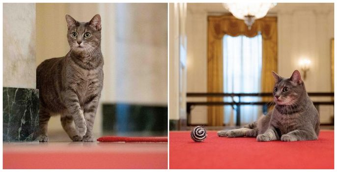 The Bidens get a cat at The White House