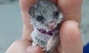 Adorable little mouse gets tiny sling after being attacked by cat