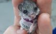 Adorable little mouse gets tiny sling after being attacked by cat