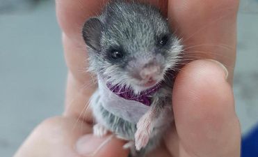 Adorable little mouse gets tiny sling after being attacked by cat