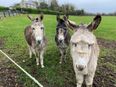 Three donkeys rescued in Sligo after being “neglected for such a long time”