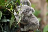 Australia officially classes koalas as an endangered species