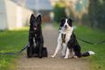 Dogs Trust appeal for two “in love” dogs to be adopted together
