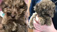 RSPCA rescue tiny Cockapoo puppy dumped in rucksack in woods