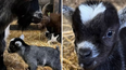 Gardaí investigate theft of baby pygmy goat from Dublin farm