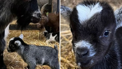 Gardaí investigate theft of baby pygmy goat from Dublin farm
