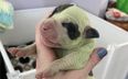 Owners in disbelief as dog gives birth to adorable puppy with green fur