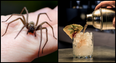 Spider in takeaway cocktail among thousands of complaints received by FSAI last year