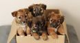Box of five-day-old puppies abandoned in garden in Dublin