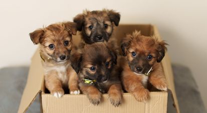 Box of five-day-old puppies abandoned in garden in Dublin