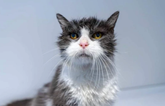 RSPCA finds home for the oldest cat they’ve cared for