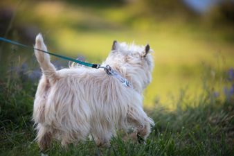 Man arrested in Cork after threatening woman with knife as she walked her dog