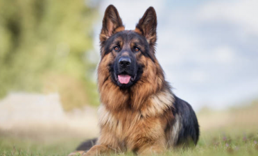 Father whose dog mauled 12 day old baby to death jailed for 4 years