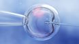 Woman sues IVF clinic after they allegedly implanted stranger’s baby