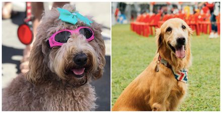 There is a festival for dogs (and dog owners) happening in Dublin next weekend