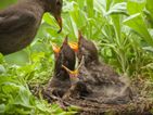 DSPCA urge public to leave baby birds alone