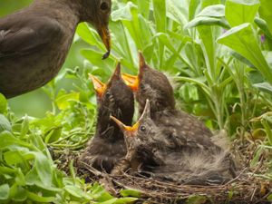 DSPCA urge public to leave baby birds alone