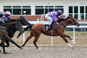 Two racehorses die after escaping from Dublin field