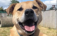 Adorable dog finds his “happily ever after” after 7 years waiting for forever home
