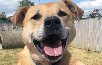 Adorable dog finds his “happily ever after” after 7 years waiting for forever home