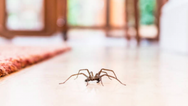 Woman calls 999 after spotting spider in house