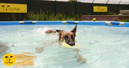 Dogs Trust issue warning as temperatures rise