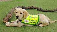 Puppy raisers needed for Irish Guide Dogs for the Blind