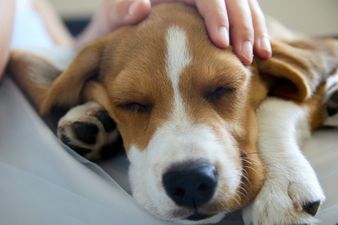 Dogs Trust calls for compassionate leave for bereaved pet owners