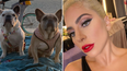 Man involved in Lady Gaga dog-walker robbery jailed for 4 years