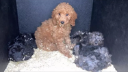 Man arrested as police seize 57 puppies in Belfast