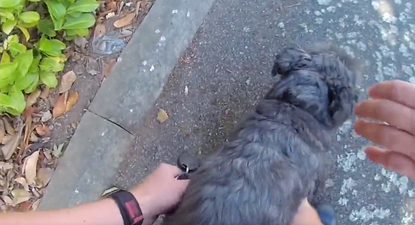 Police footage shows dog being rescued from overheated car