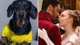 Watching Bridgerton can help your dog relax, apparently
